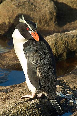 Snares Penguin Snares Penguin