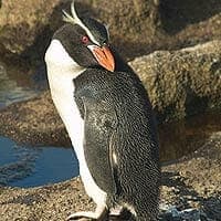Snares Penguin Snares Penguin