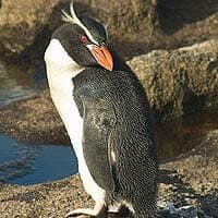 Snares Penguin