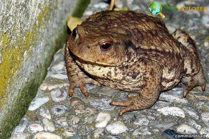 Common Toad Common Toad