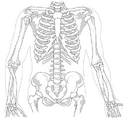 Skeletal system protects organs from injuries Skeletal system protects organs from injuries