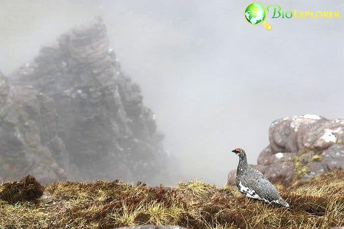 White Tailed Ptarmigan White Tailed Ptarmigan