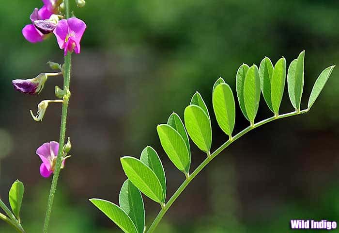 Wild indigo Wild indigo