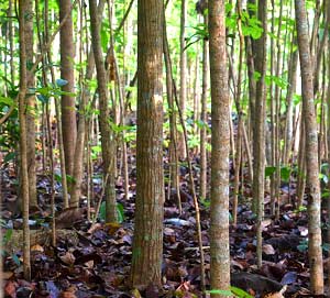 Best 18 Amazon Rainforest Plants Flowers Updated Rainforest Plants Best 18 Amazon Rainforest Plants Flowers Updated Rainforest Plants