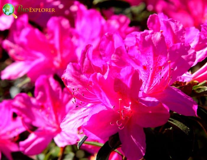 Rhododendron periclymenoides