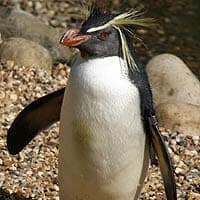 Southern Rockhopper Penguin Southern Rockhopper Penguin