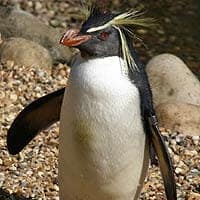 Southern Rockhopper Penguin