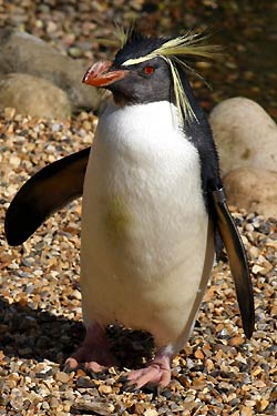 Southern Rockhopper Penguin Southern Rockhopper Penguin