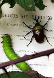 The Evolution of the Origin of Species
