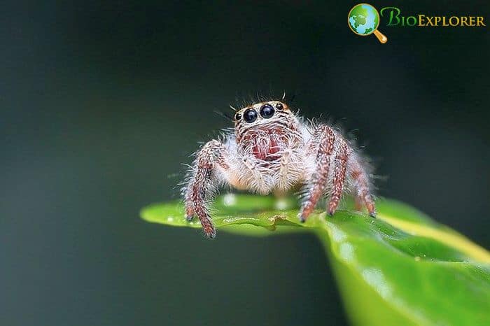 Himalayan Jumping Spider Himalayan Jumping Spider