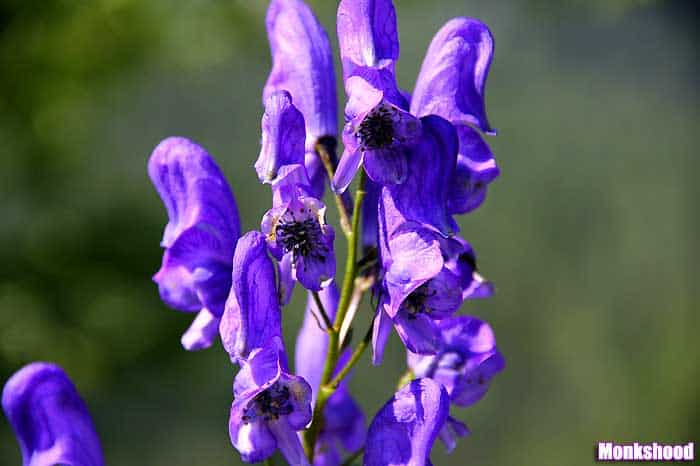 Monkshood Monkshood