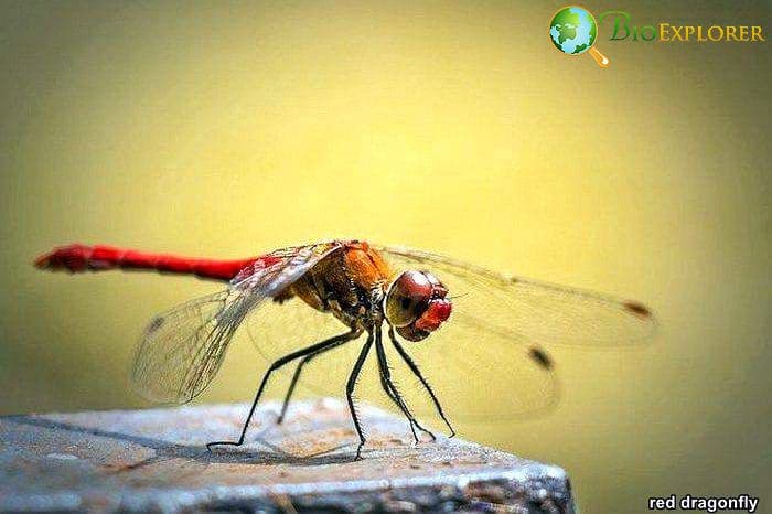 Top 26 Animals With BEST Eyesight (Visual Adaptations) Top 26 Animals With BEST Eyesight (Visual Adaptations)