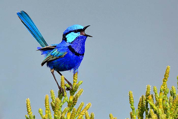 Splendid Fairy Wren