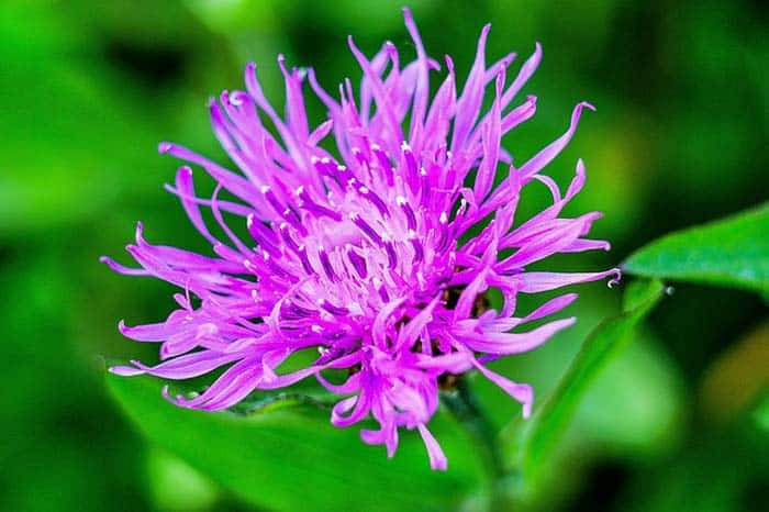 Spotted Knapweed