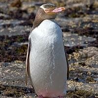 Yellow-eyed Penguin Yellow-eyed Penguin
