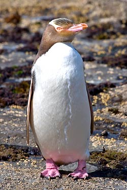 Yellow Eyed Penguin Yellow Eyed Penguin