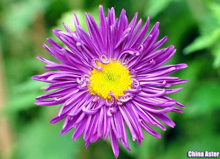 China aster