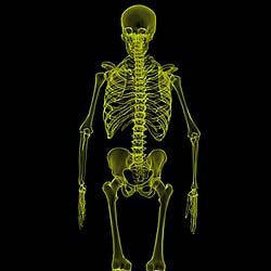 Human Skeleton Parts Human Skeleton Parts