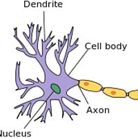Myelin in brain Myelin in brain