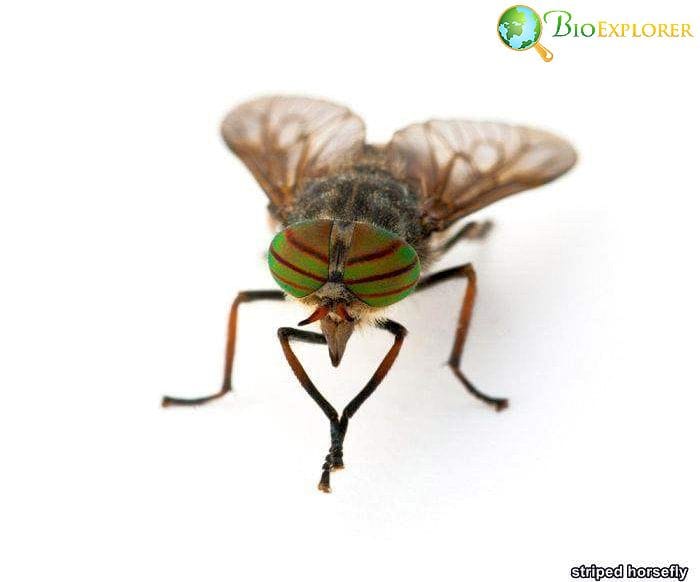 Striped Horsefly Striped Horsefly