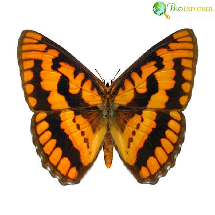 White Mountain Arctic Butterfly White Mountain Arctic Butterfly