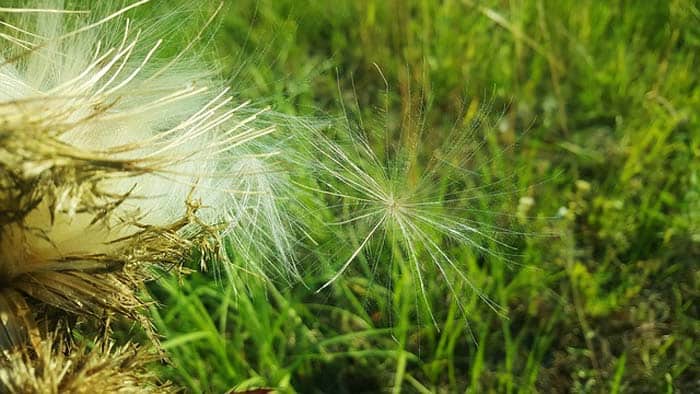 Bull Thistle