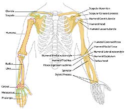 Bone Types Bone Types