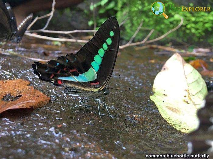 Common Bluebottle Butterfly Common Bluebottle Butterfly