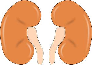Kidneys Kidneys