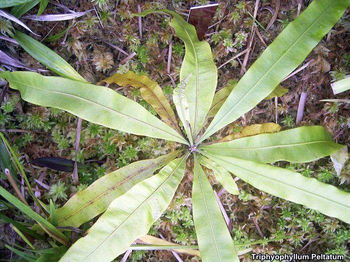 Triphyophyllum Peltatum