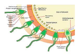Uterus layers Uterus layers