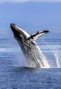 Whale Hunting
