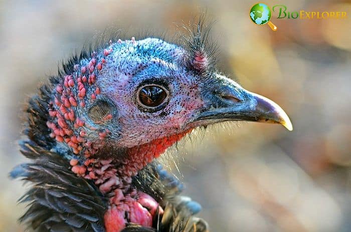Wild Turkey (Bird of Massachusetts) Wild Turkey (Bird of Massachusetts)