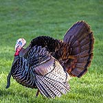 Wild Turkey Spot In Massachusetts Wild Turkey Spot In Massachusetts