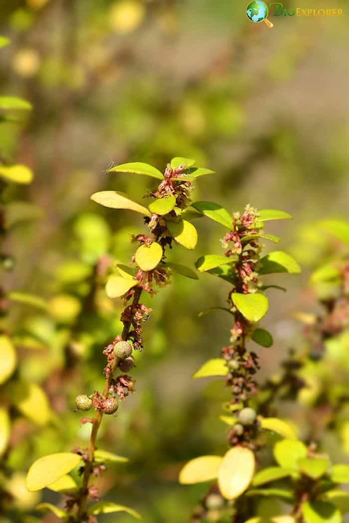 African Boxwood