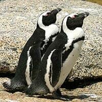 African Penguin African Penguin