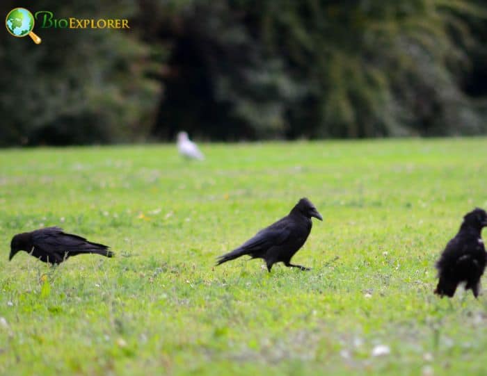 2 American Crows Opportunistic Eaters 2 American Crows Opportunistic Eaters