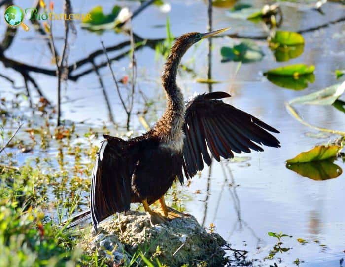 Anhinga Has Strange Names Anhinga Has Strange Names