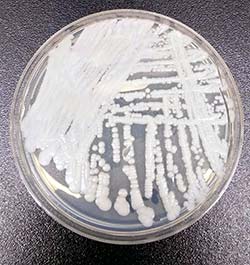Candida Auris Candida Auris