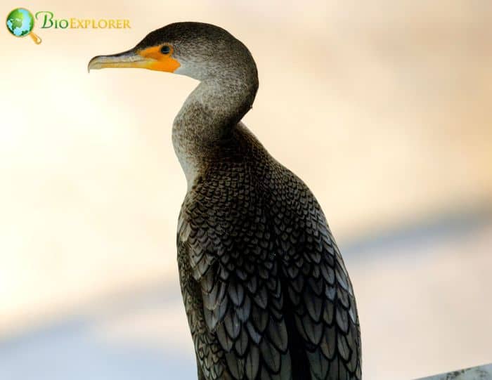Double-crested Cormorants get wet Double-crested Cormorants get wet