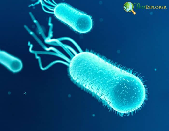 E-coli E-coli