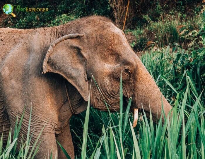 2 Elephant Killing Cyanobacteria 2 Elephant Killing Cyanobacteria