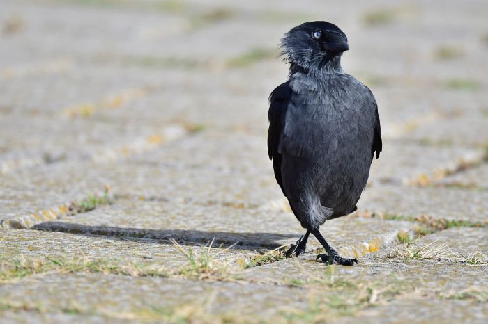 Eurasian Jackdaw Myths and Belief