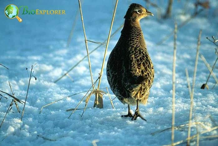 European Quail (Lethal Bird) European Quail (Lethal Bird)