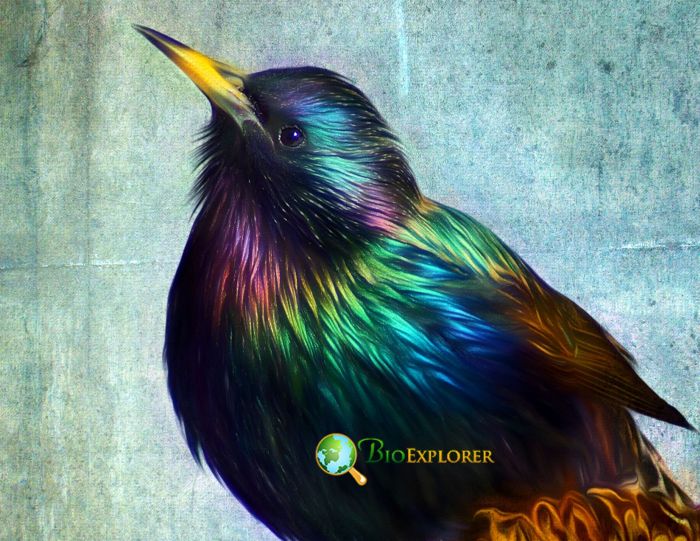 European Starling Changes Its Appearance Every Season European Starling Changes Its Appearance Every Season