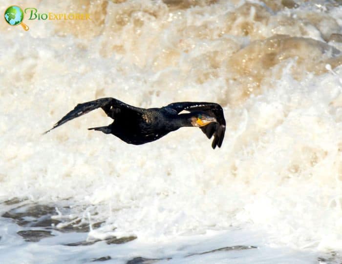 Great Cormorants are great at fishing Great Cormorants are great at fishing