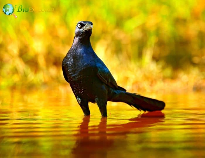 Great Tailed Grackles Communicate With Each Other Great Tailed Grackles Communicate With Each Other