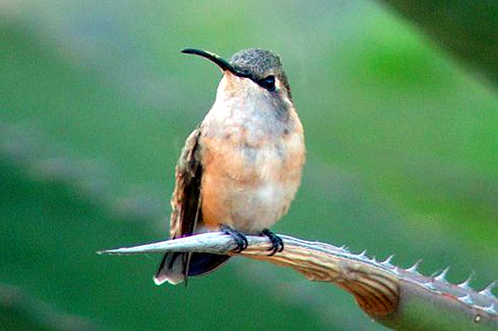 Lucifer Hummingbird