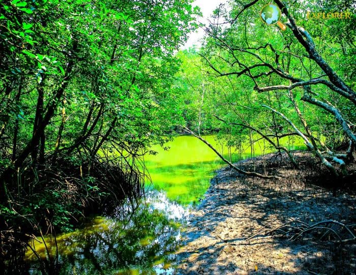 Mangrove Trees Mangrove Trees