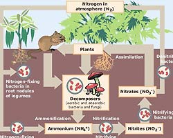 Nitrogen Cycle Nitrogen Cycle